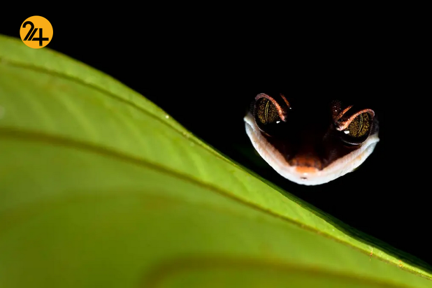 بهترین تصاویر از حیات وحش