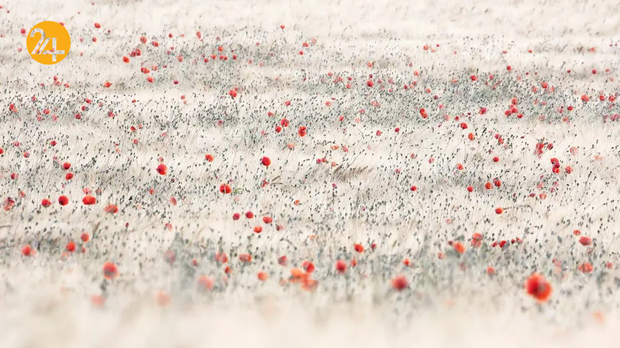 بهترین تصاویر از حیات وحش