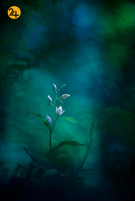 بهترین تصاویر از حیات وحش