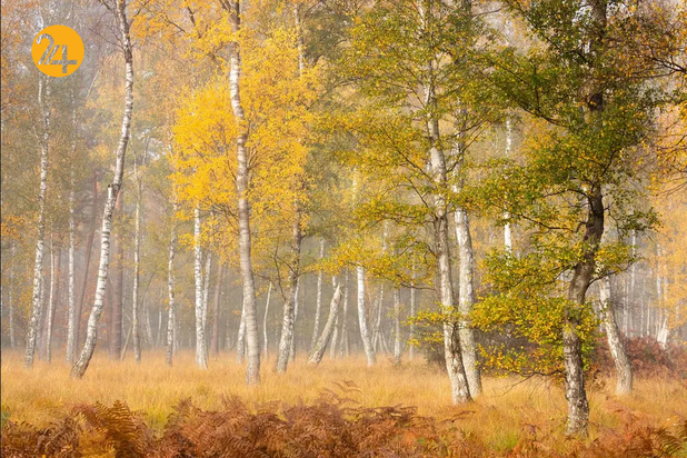 بهترین تصاویر از حیات وحش