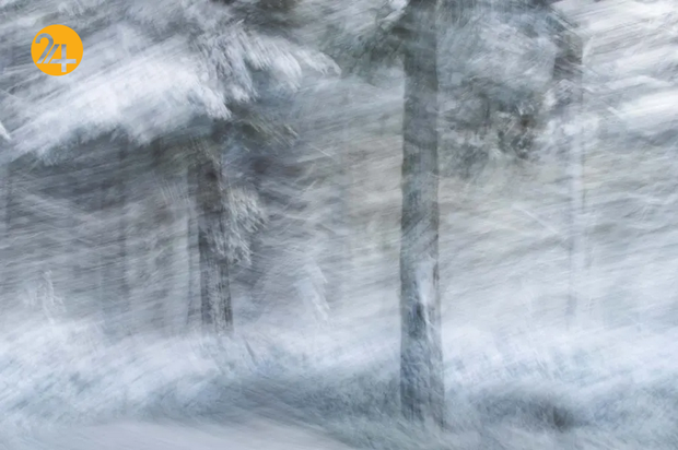 بهترین تصاویر از حیات وحش