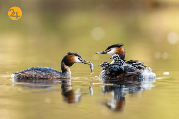 بهترین تصاویر از حیات وحش