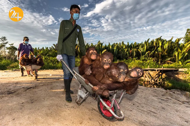 بهترین تصاویر از حیات وحش