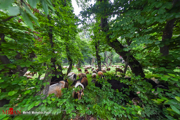 مازندران بهشت گمشده