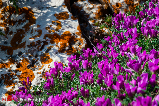 مازندران بهشت گمشده