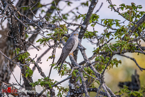 مازندران بهشت گمشده