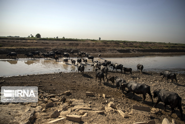 گاومیش‌های تشنه خوزستان