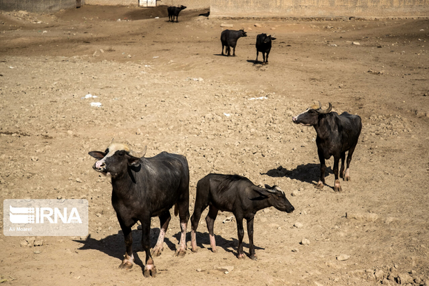 گاومیش‌های تشنه خوزستان