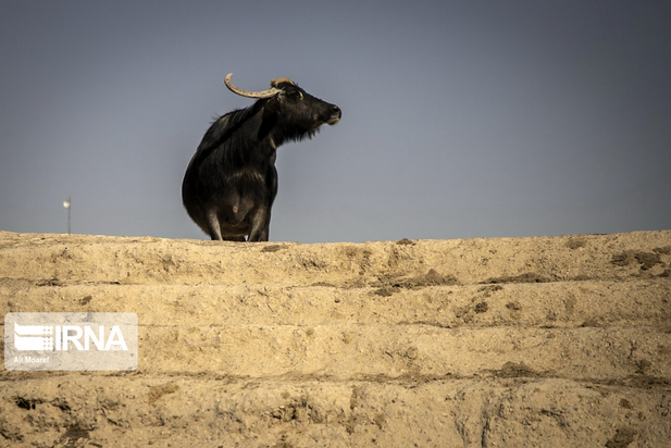 گاومیش‌های تشنه خوزستان
