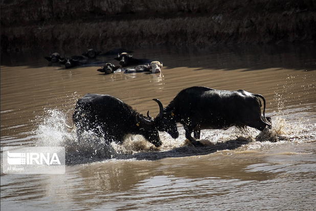 گاومیش‌های تشنه خوزستان