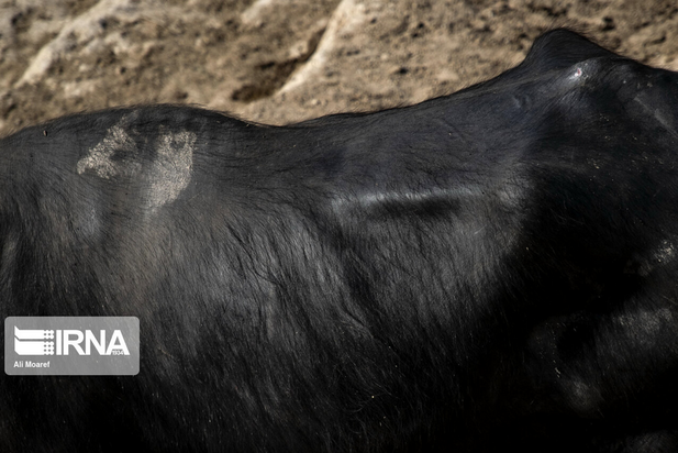 گاومیش‌های تشنه خوزستان