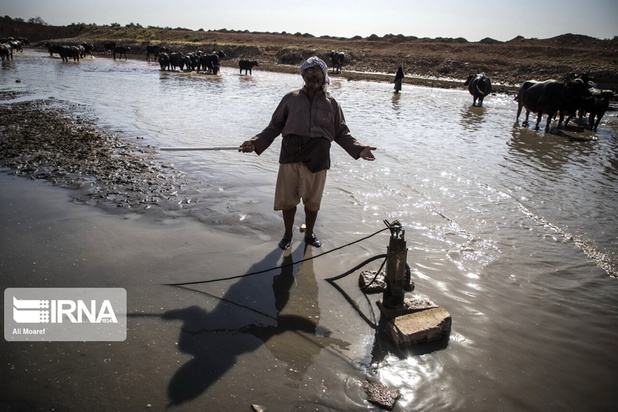 گاومیش‌های تشنه خوزستان