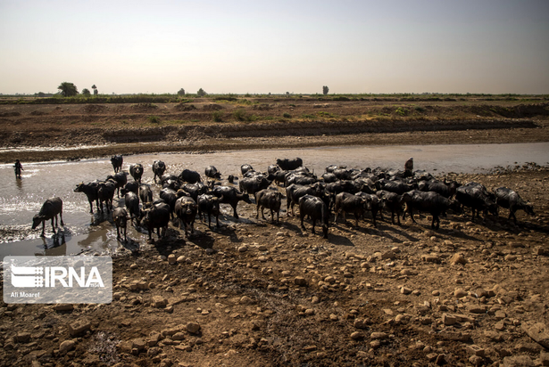 گاومیش‌های تشنه خوزستان