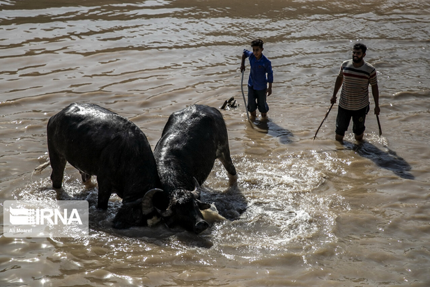 گاومیش‌های تشنه خوزستان