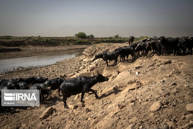 گاومیش‌های تشنه خوزستان