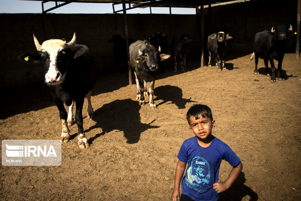 گاومیش‌های تشنه خوزستان