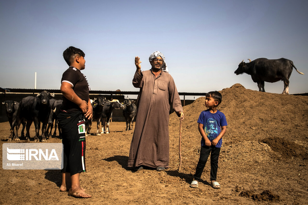 گاومیش‌های تشنه خوزستان
