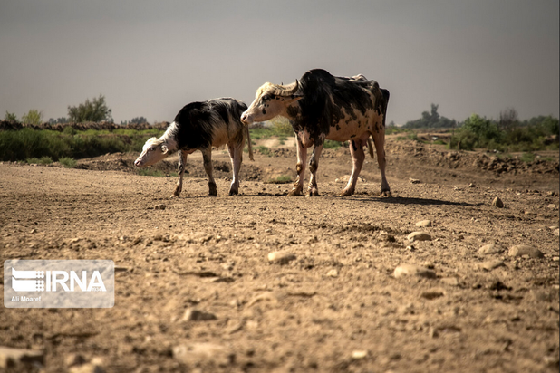 گاومیش‌های تشنه خوزستان
