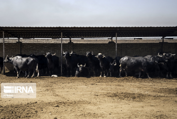 گاومیش‌های تشنه خوزستان