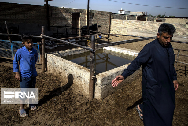 گاومیش‌های تشنه خوزستان