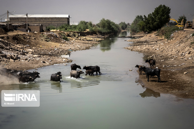 گاومیش‌های تشنه خوزستان