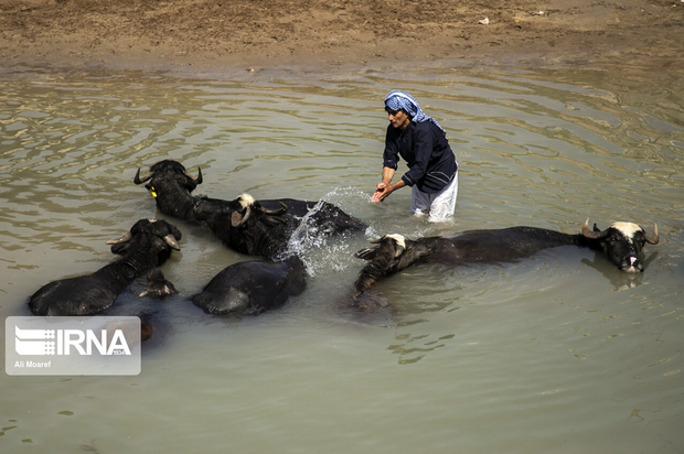 گاومیش‌های تشنه خوزستان