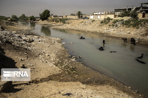 گاومیش‌های تشنه خوزستان