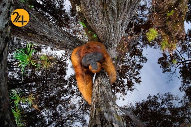 اعلام برندگان مسابقه عکاسی طبیعت ۲۰۲۱