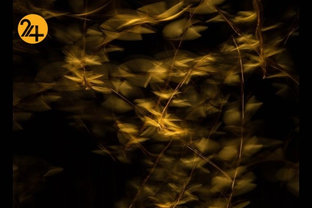 اعلام برندگان مسابقه عکاسی طبیعت ۲۰۲۱