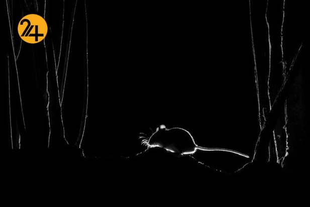 اعلام برندگان مسابقه عکاسی طبیعت ۲۰۲۱