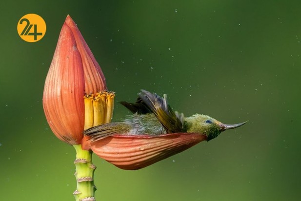 اعلام برندگان مسابقه عکاسی طبیعت ۲۰۲۱