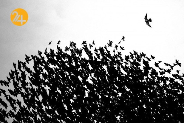 اعلام برندگان مسابقه عکاسی طبیعت ۲۰۲۱