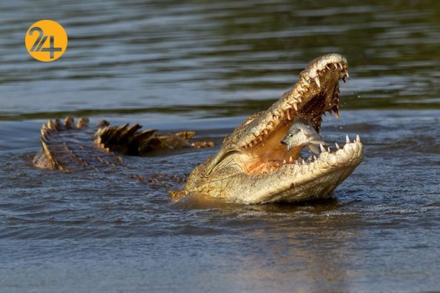 اعلام برندگان مسابقه عکاسی طبیعت ۲۰۲۱