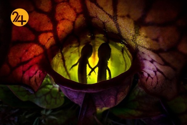 اعلام برندگان مسابقه عکاسی طبیعت ۲۰۲۱