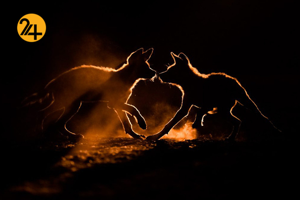 اعلام برندگان مسابقه عکاسی طبیعت ۲۰۲۱