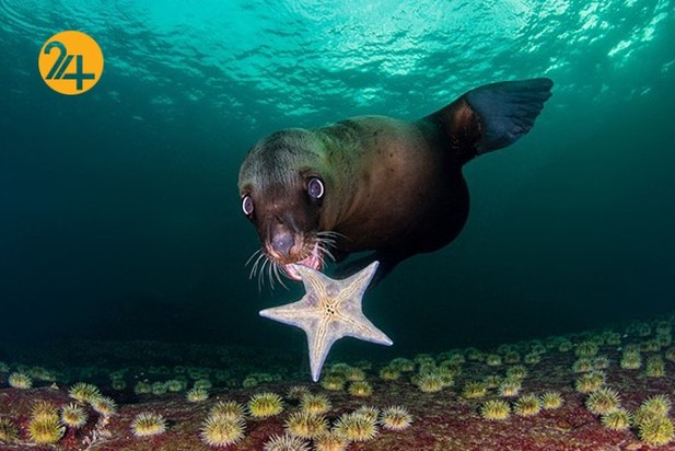 اعلام برندگان مسابقه عکاسی طبیعت ۲۰۲۱