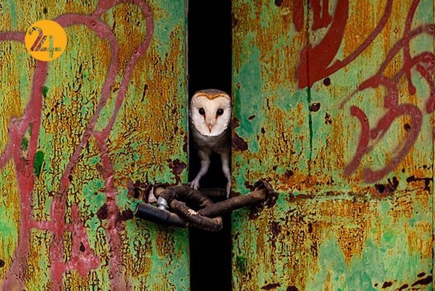 اعلام برندگان مسابقه عکاسی طبیعت ۲۰۲۱