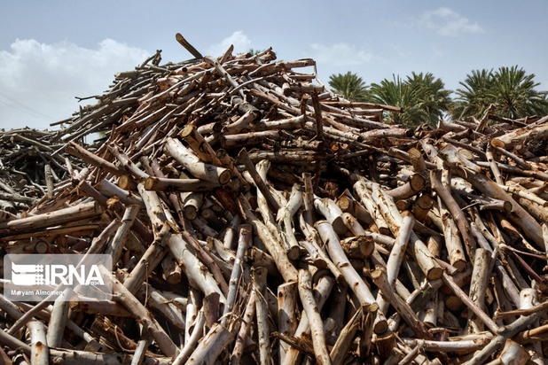 تهیه زغال تهدیدی برای محیط زیست