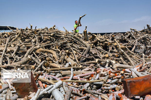 تهیه زغال تهدیدی برای محیط زیست