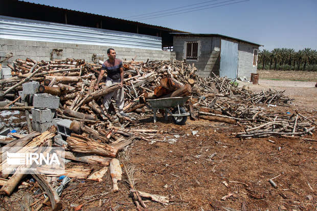 تهیه زغال تهدیدی برای محیط زیست