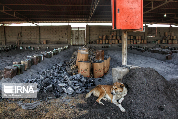 تهیه زغال تهدیدی برای محیط زیست