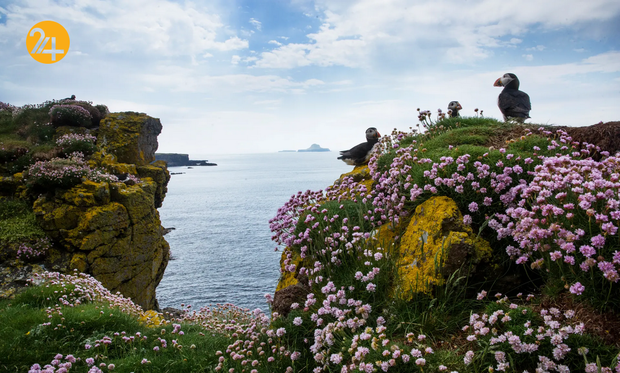 زیباترین طوطی‌های دریایی اسکاتلند