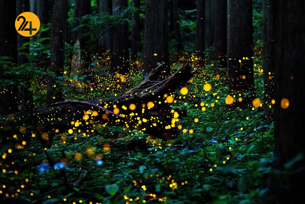 برندگان جشنواره PX۳ پاریس