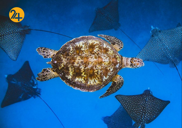 برندگان جشنواره PX۳ پاریس