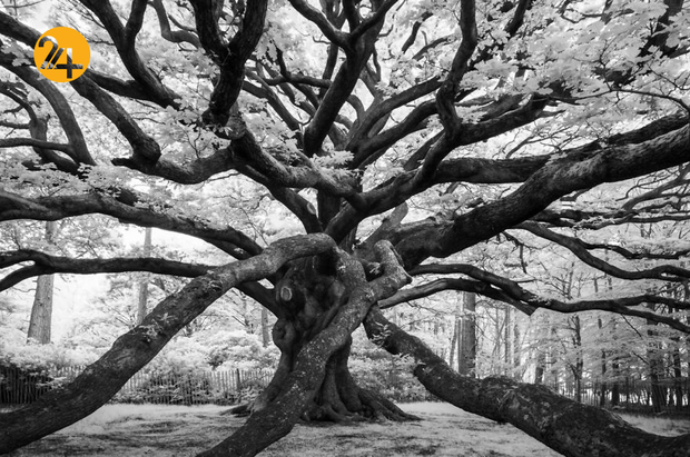 برندگان جایزه بین‌المللی عکس سینا