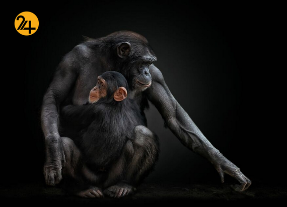 برندگان جایزه بین‌المللی عکس سینا