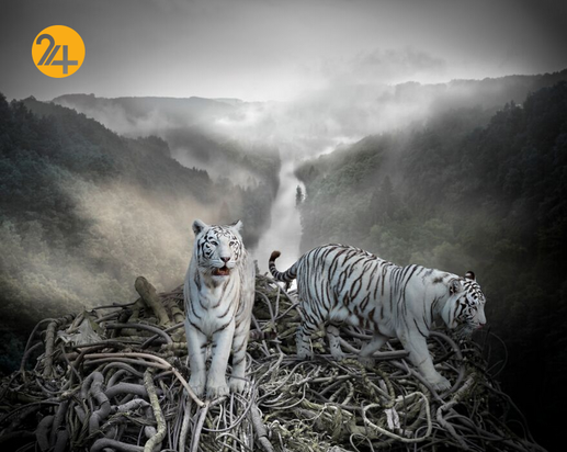 برندگان جایزه بین‌المللی عکس سینا