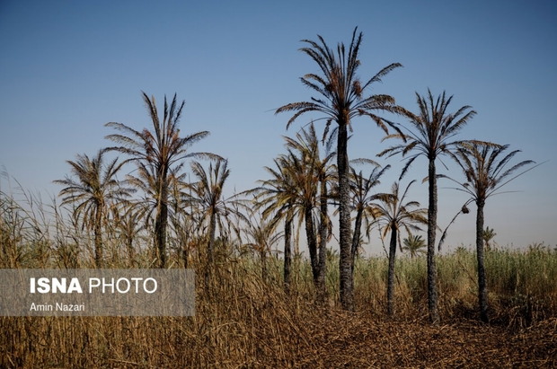 نخلستان‌های اروندکنار در خاکستر