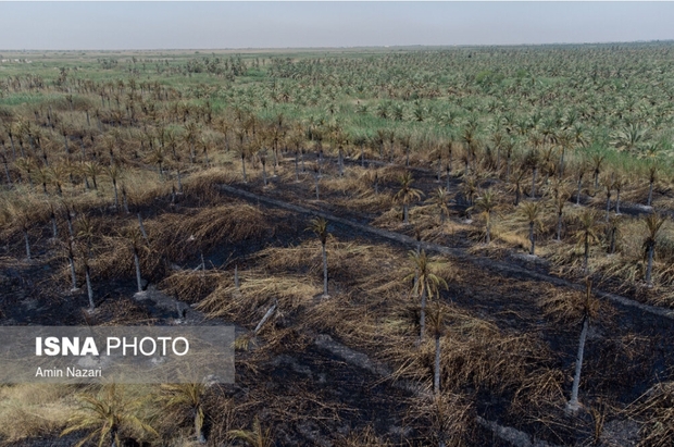 نخلستان‌های اروندکنار در خاکستر