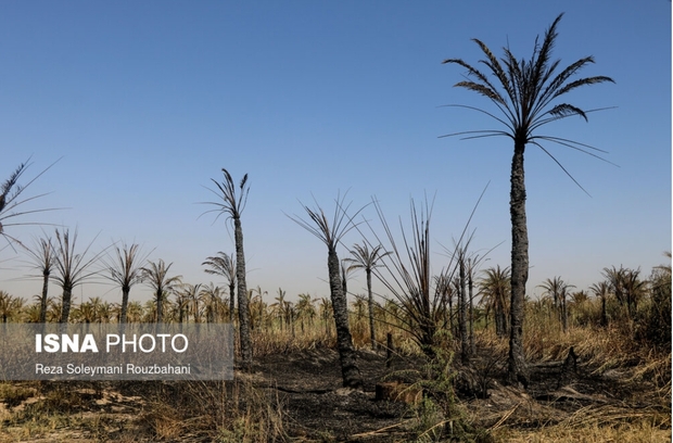 نخلستان‌های اروندکنار در خاکستر